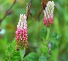 Trifolium incarnatum molinerii