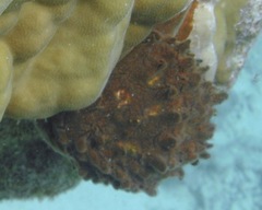 Spondylidae