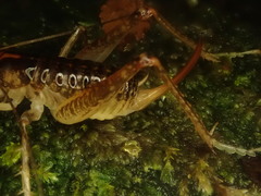 Hemiandrus maculifrons