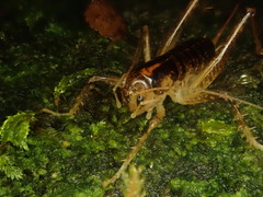 Hemiandrus maculifrons