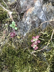 Sedum spathulifolium