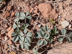 Pediomelum megalanthum