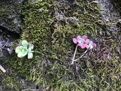 Sedum spathulifolium