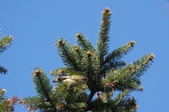 Regulus regulus