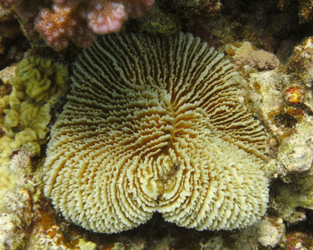 Danafungia