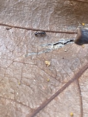 Temnothorax longispinosus