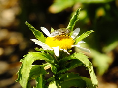 Eristalinus aeneus