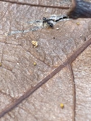 Temnothorax longispinosus