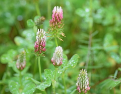 Trifolium incarnatum molinerii