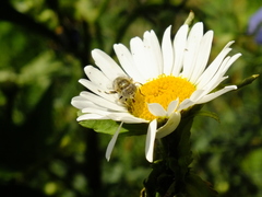 Eristalinus aeneus