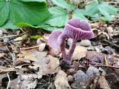 Laccaria amethystina