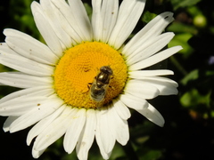 Eristalinus aeneus