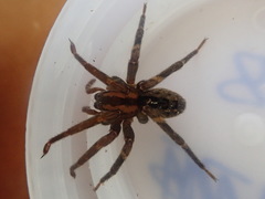 Gradungula sorenseni