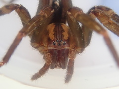 Gradungula sorenseni