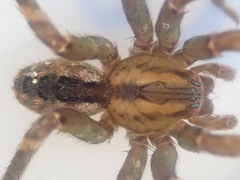 Gradungula sorenseni