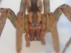 Gradungula sorenseni