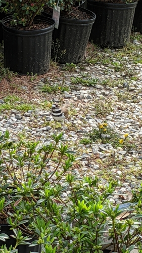 Killdeer photographed in Maryland