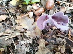 Laccaria amethystina