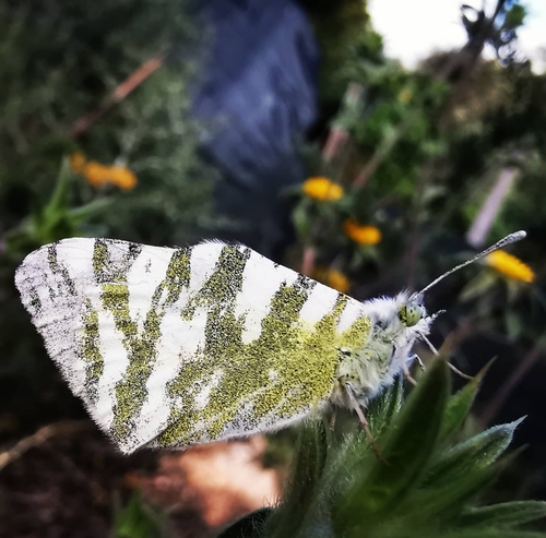 Green-striped White