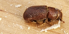 Dendroctonus