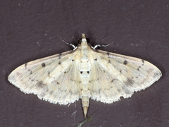 Herpetogramma cynaralis
