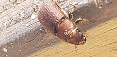 Dendroctonus