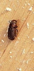 Dendroctonus