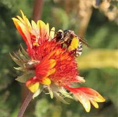 Svastra obliqua expurgata