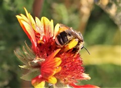 Svastra obliqua expurgata