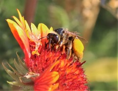 Svastra obliqua expurgata