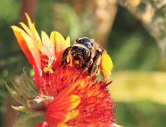 Svastra obliqua expurgata