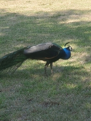 Pavo
