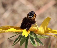 Svastra obliqua expurgata