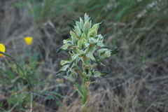 Chloraea