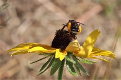 Svastra obliqua expurgata