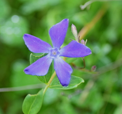Vinca herbacea