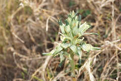 Chloraea