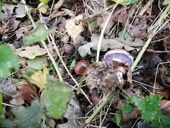 Laccaria amethystina