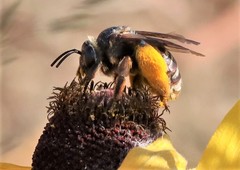 Svastra obliqua expurgata