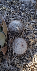 Mammillaria haageana haageana