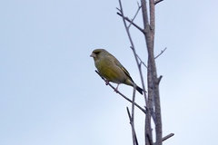 Chloris chloris