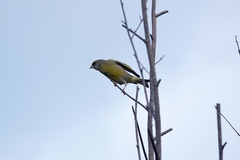 Chloris chloris