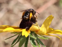 Svastra obliqua expurgata