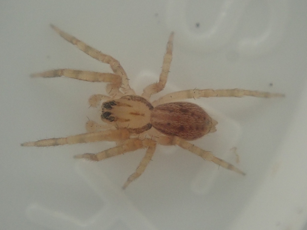 Wiltona