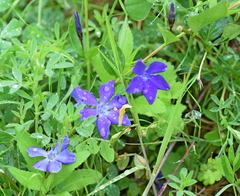 Vinca herbacea