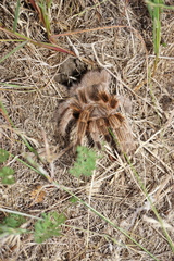 Grammostola rosea