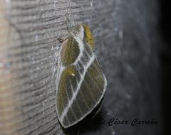 Syssphinx albolineata