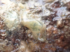 Flabelligera bicolor