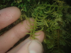 Lepicolea