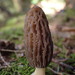 Morchella norvegiensis - Photo (c) Sadie Hickey, some rights reserved (CC BY-NC), uploaded by Sadie Hickey
